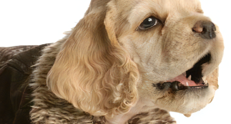 犬の咽頭炎について