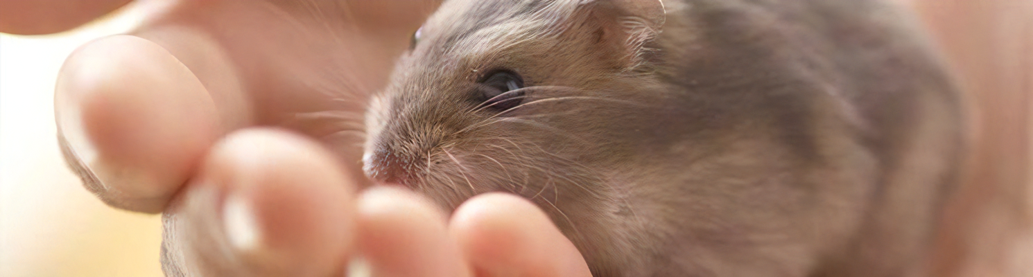 ハムスターが怪我をしてしまった様で、動きがおかしいです。どのような対処をしたらよいでしょうか。
