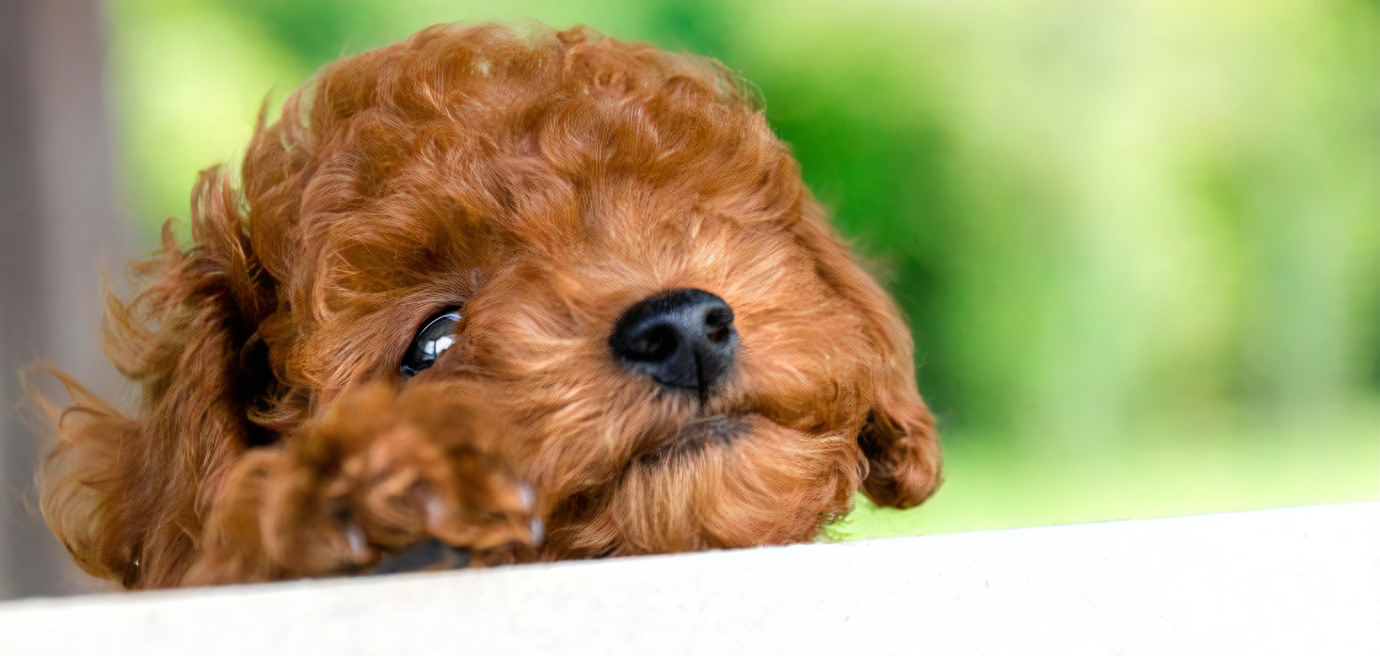 愛犬との絆をめざして・・・