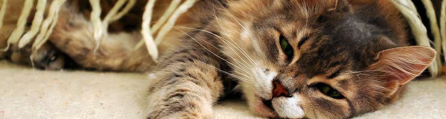 猫の肺炎について