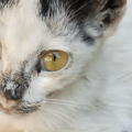 猫の水腎症について