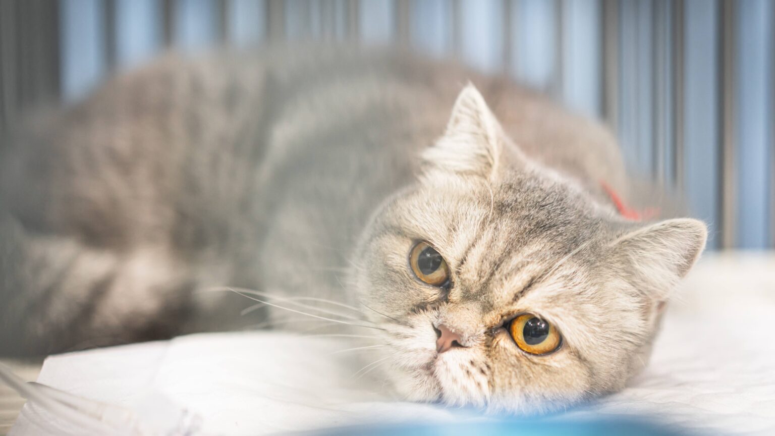 猫の第三まぶたが見えているのはなぜですか?