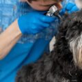 犬の耳血腫について