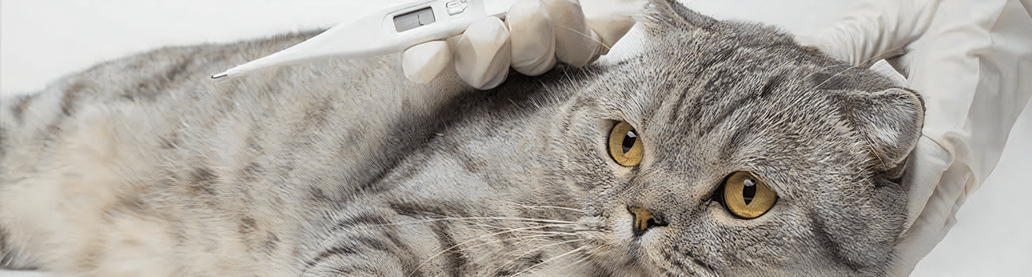 猫の体温がいつもより高く感じます。病院に連れて行くべきでしょうか。
