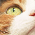 猫の脈絡網膜炎について