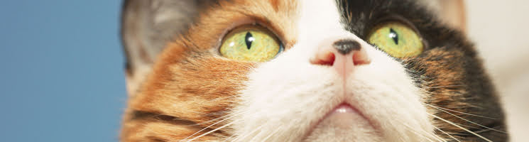 猫の脈絡網膜炎について
