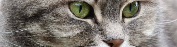 猫の角膜炎について