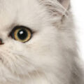 猫の眼瞼内反症（がんけんないはんしょう）について