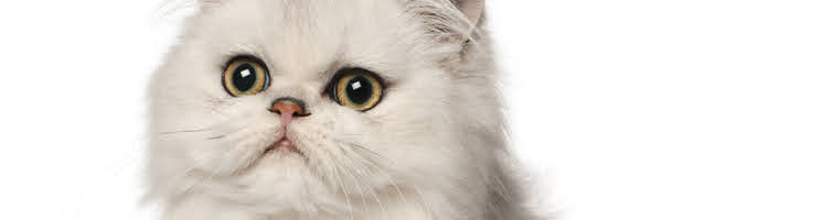 猫の眼瞼内反症（がんけんないはんしょう）について