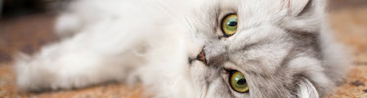 猫の網膜変性性疾患について