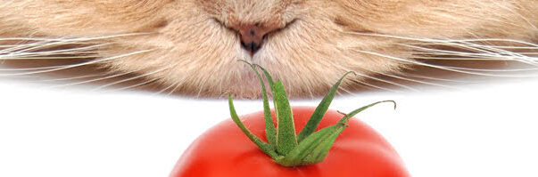 猫の食べ物による中毒について