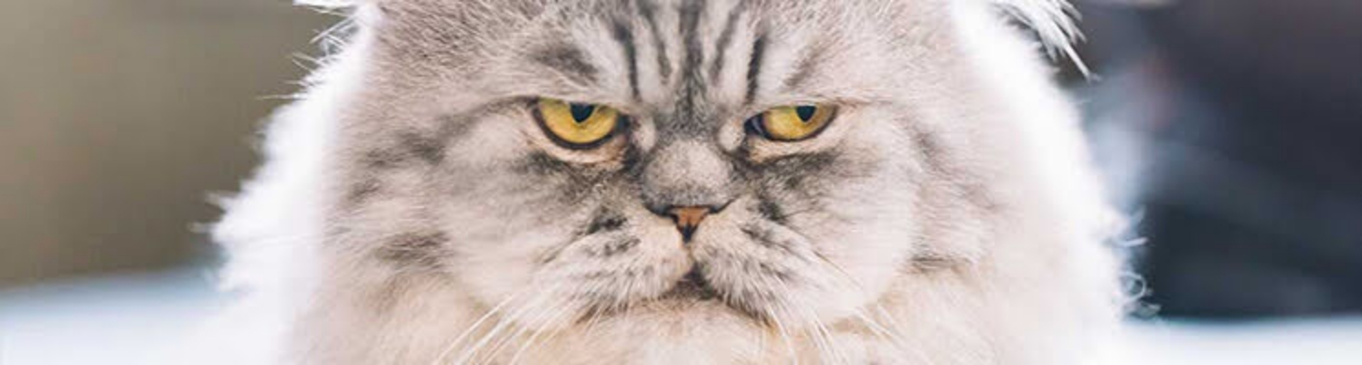 いつもと猫の表情が違い目が赤いのですが、どんな原因が考えられるでしょうか