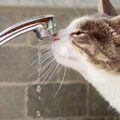 以前と比べ、猫が水をよく飲みます。体調面で何か変化があるのでしょうか。