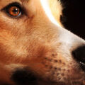犬のレプトスピラ症について