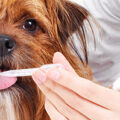 犬の口腔の腫瘍について