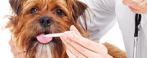 犬の口腔の腫瘍について