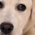 犬の乾性角膜炎について