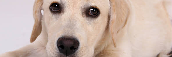 犬の乾性角膜炎について