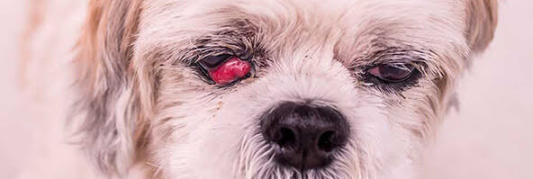 犬の角膜裂傷について