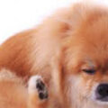 犬の耳疥癬（耳ダニ感染症）とは