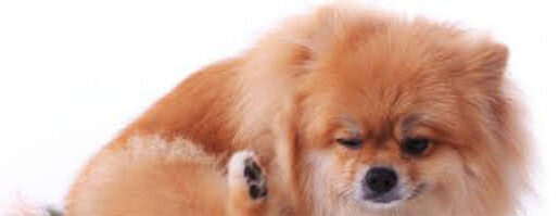 犬の耳疥癬（耳ダニ感染症）とは