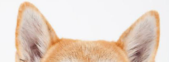 犬の外耳道の異物について