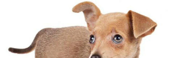 犬の内耳の疾患について