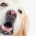 犬の甲状腺機能低下症について