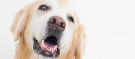 犬の甲状腺機能低下症について