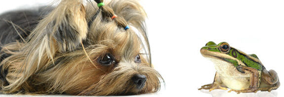犬のマンソン裂頭条虫症について