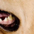 犬の根尖膿瘍（歯根膿瘍）について
