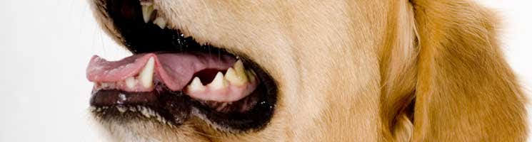 犬の根尖膿瘍（歯根膿瘍）について