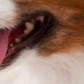 犬の歯周病（歯槽膿漏）について
