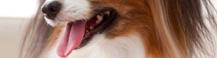 犬の歯周病（歯槽膿漏）について