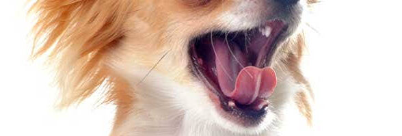 犬の口内炎について