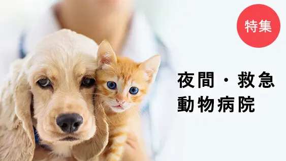 夜間救急動物病院特集