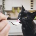 【獣医師執筆】猫は生クリームを食べても大丈夫？適量とデメリットについて、与え過ぎ注意！