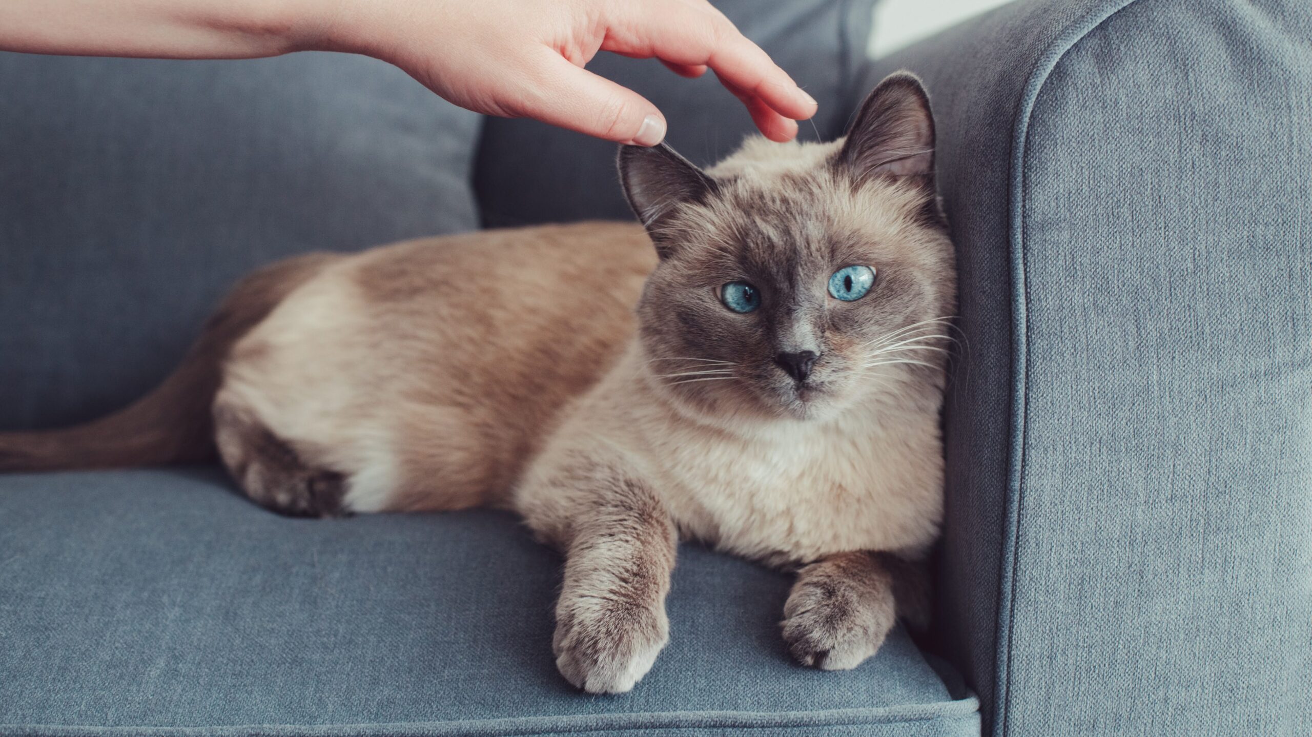 Beautiful colorpoint blue-eyed cat lying on couch sofa. Owner petting touching fluffy hairy domestic pet with blue eyes. Cute adorable feline kitten is stroked by man hand. Person eases stress
