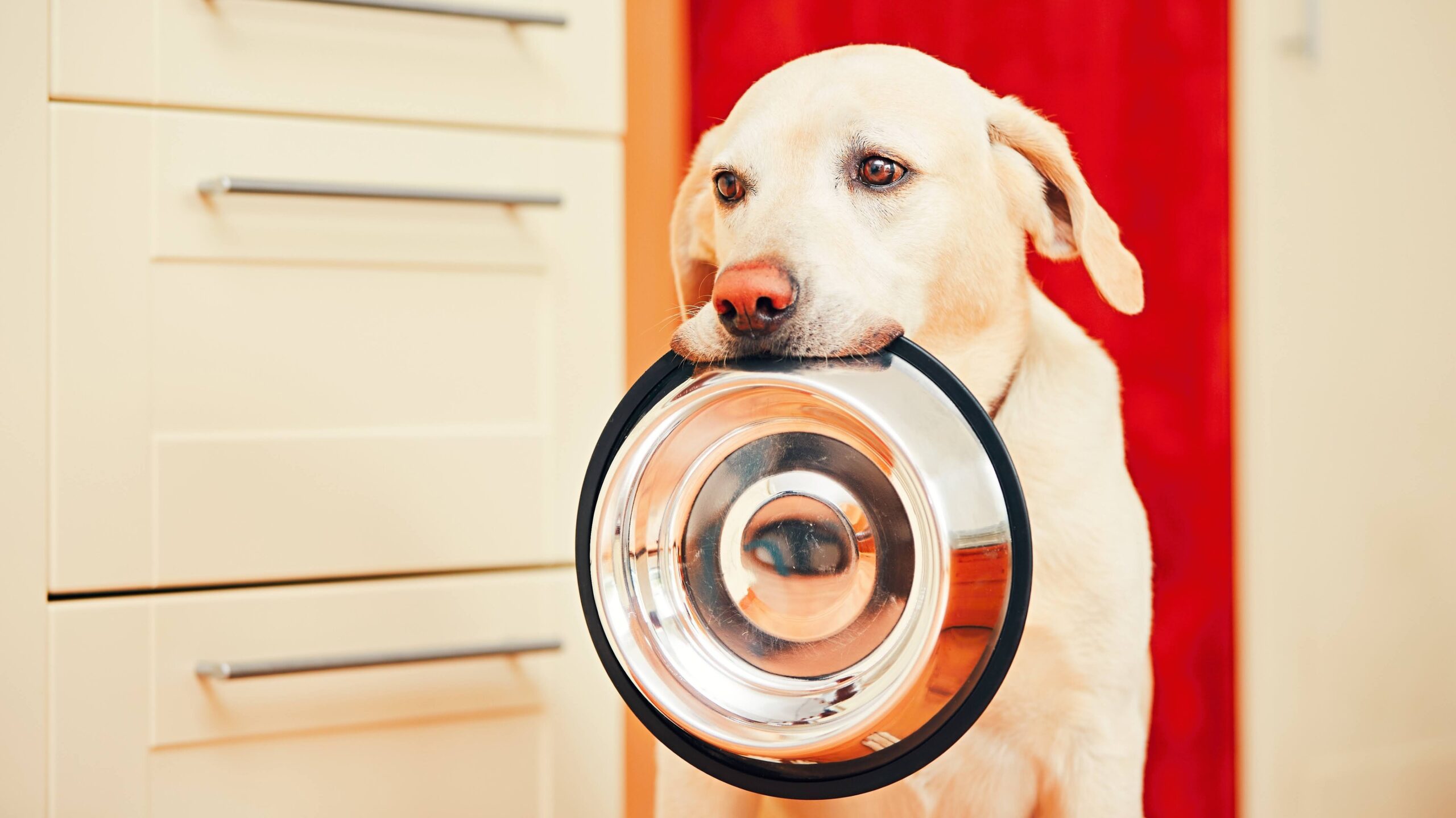 Domestic life with dog. Hungry dog with sad eyes is waiting for feeding in home kitchen. Adorable yellow labrador retriever is holding dog bowl in his mouth.