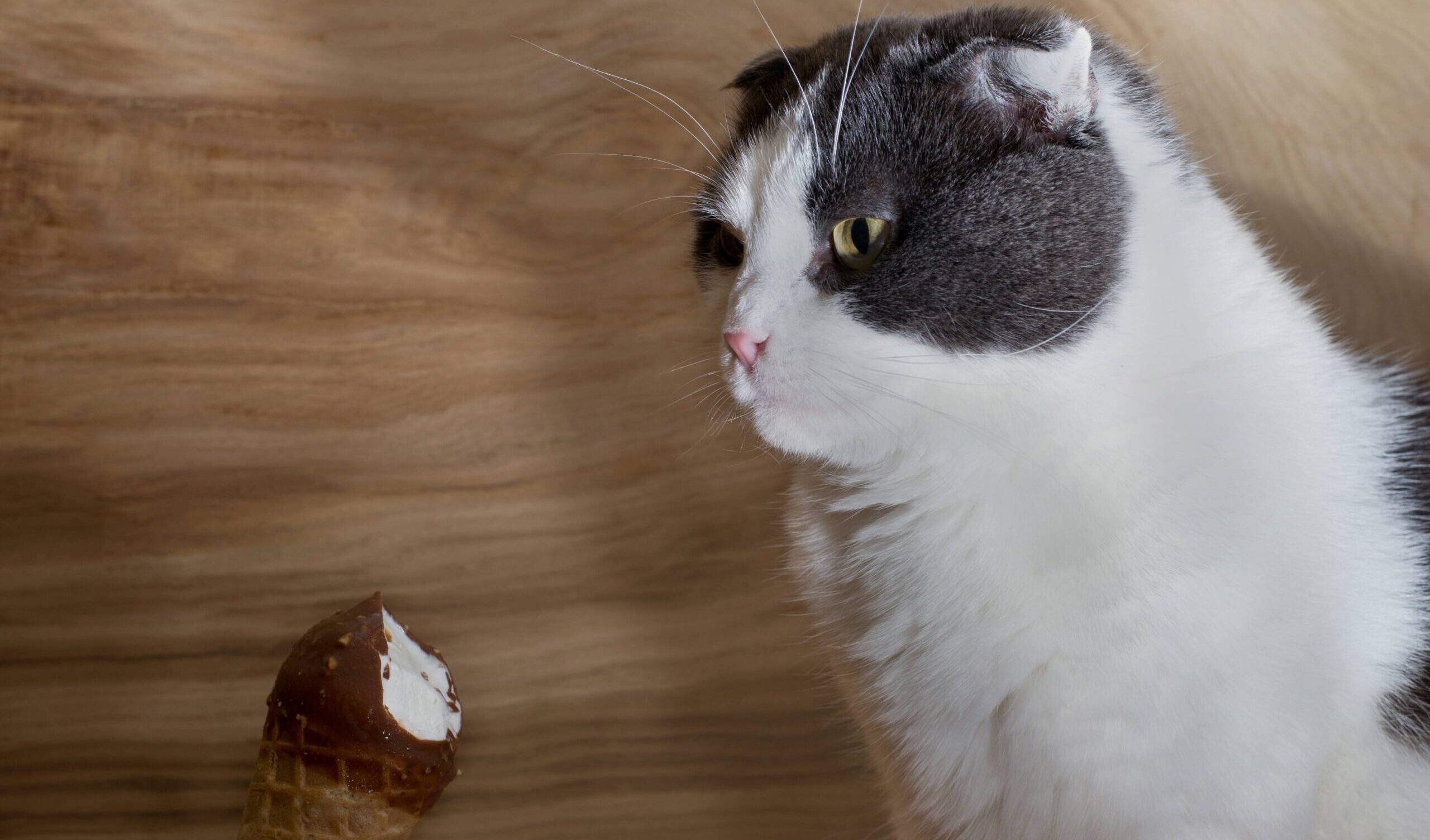 【獣医師執筆】猫にチョコレートはあげちゃダメ。危険な量や症状、対処法を詳しく解説