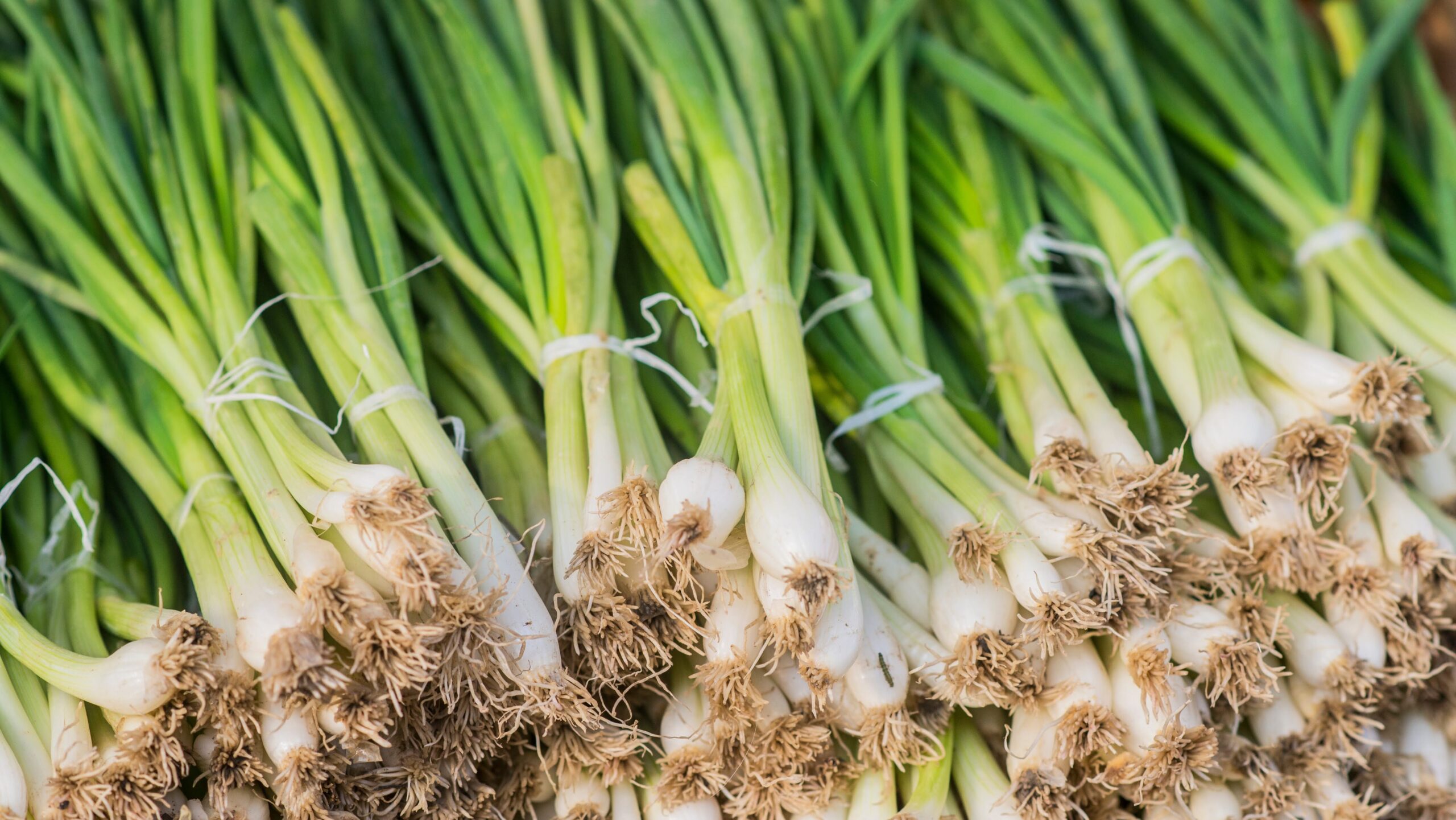A neat row of spring onions bundled with red elastic ready for sale at the market. Spring onion. Ripe spring green Onion. Green onion leaves