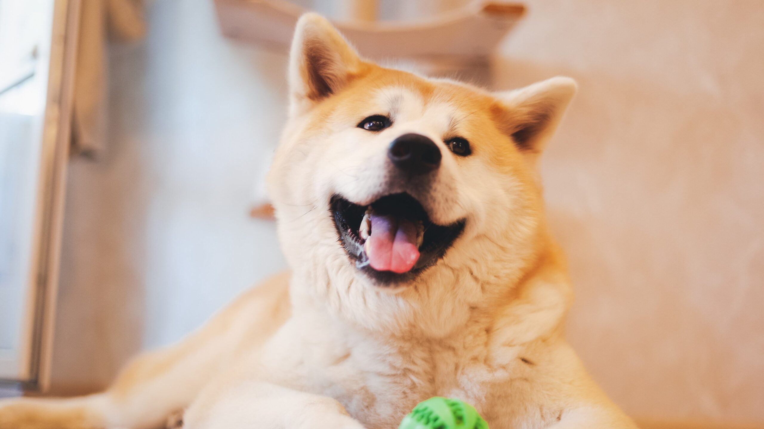 Akaita Inu's dog plays with a green ball at home, lying on the floor, funny cute