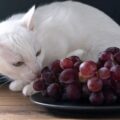 【獣医師執筆】猫にぶどうは絶対あげちゃダメ！理由や症状、危険な量、対処法などを解説
