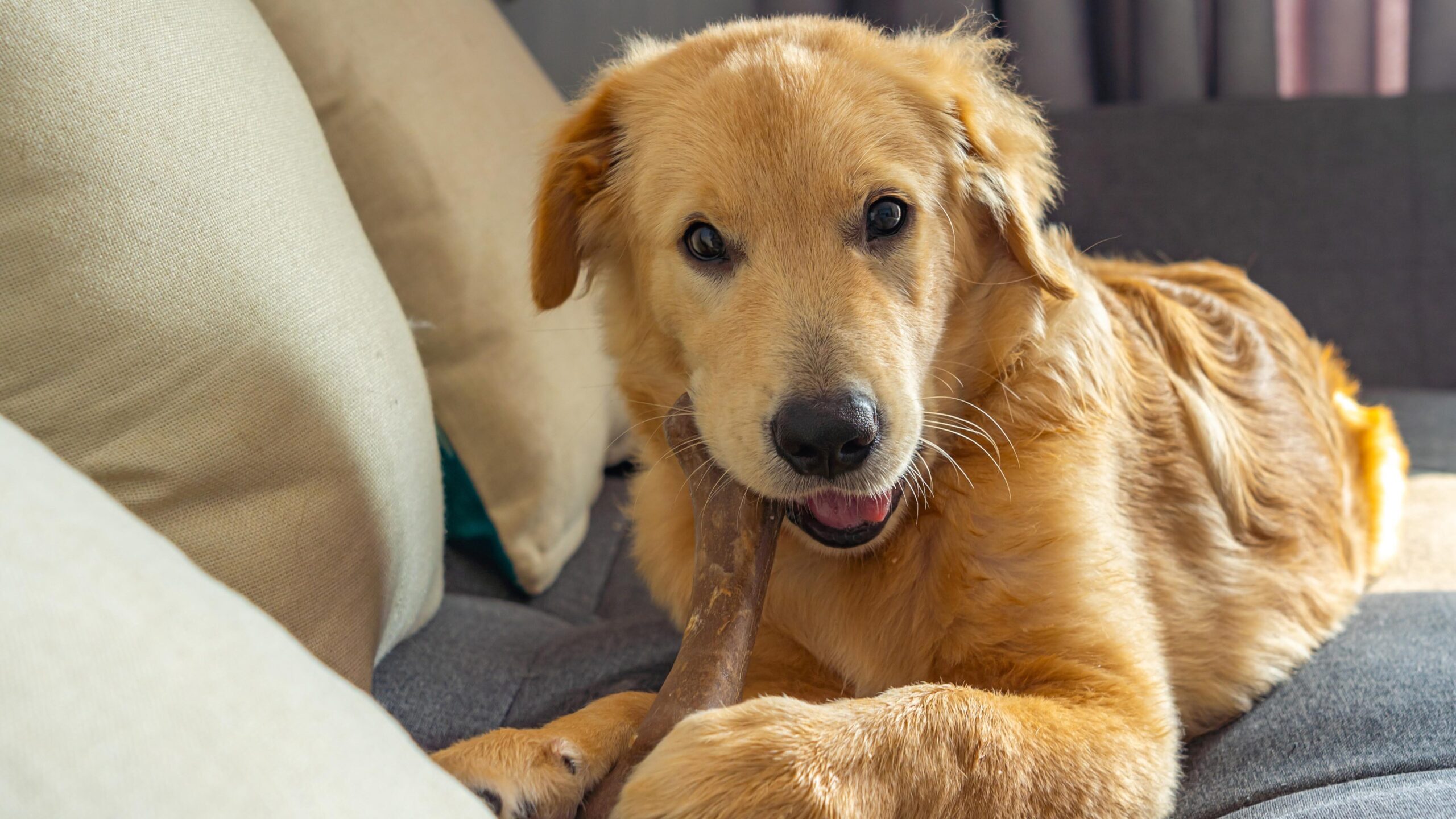 Adorable young golden retriever dog chewing the rawhide bone on sofa