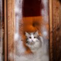【獣医師執筆】猫の寒さ対策どうしたらいい？留守番、夜間の対策グッズや注意点などを詳しく解説