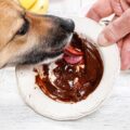 【獣医師執筆】犬にチョコレートはあげちゃダメ！症状や対処法を詳しく解説