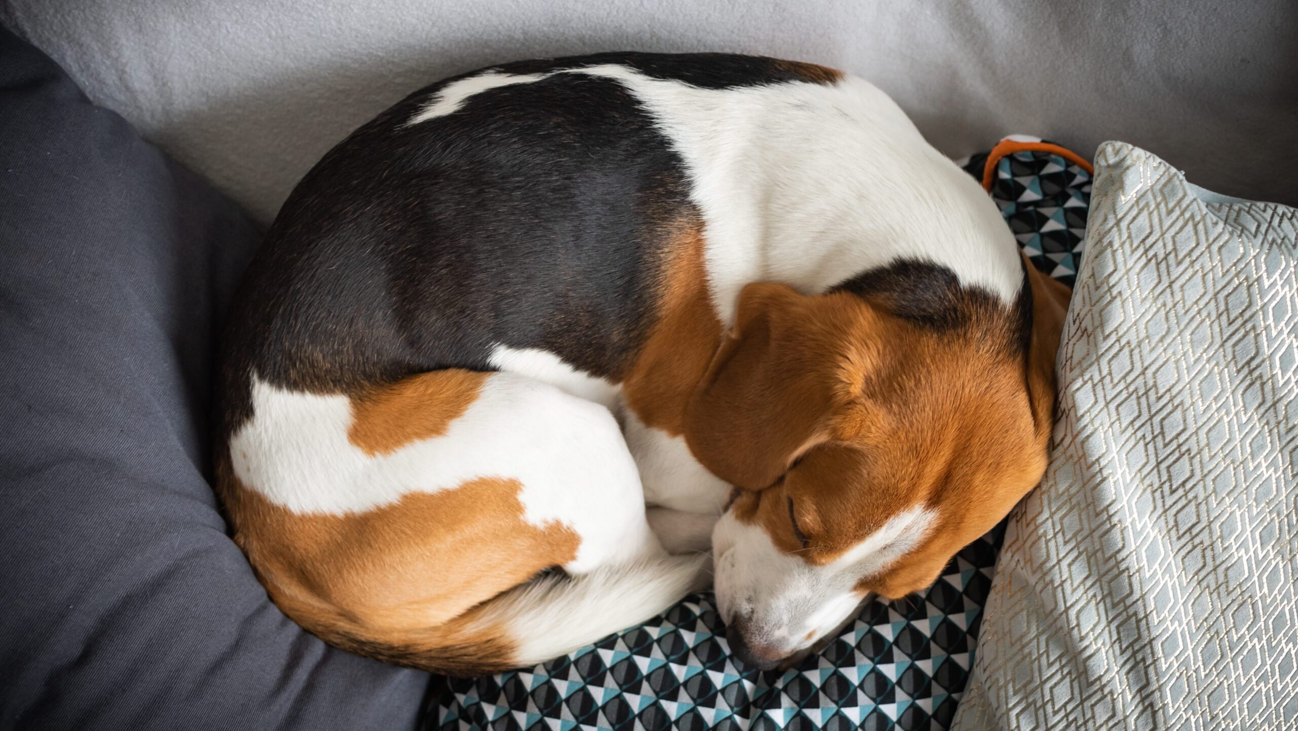 Sleeping beagle on the sofa in living room