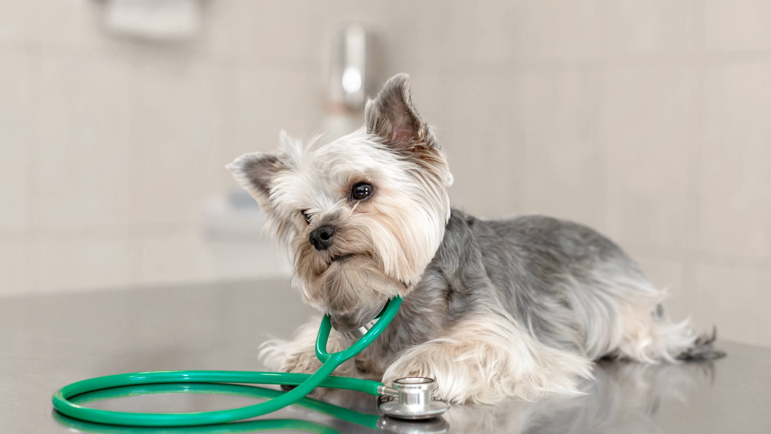 A cute dog breed Yorkshire Terrier is lying on the table with a stethoscope in a veterinary clinic. Inspection in a veterinary clinic. Happy dog vet. Blurred Background.