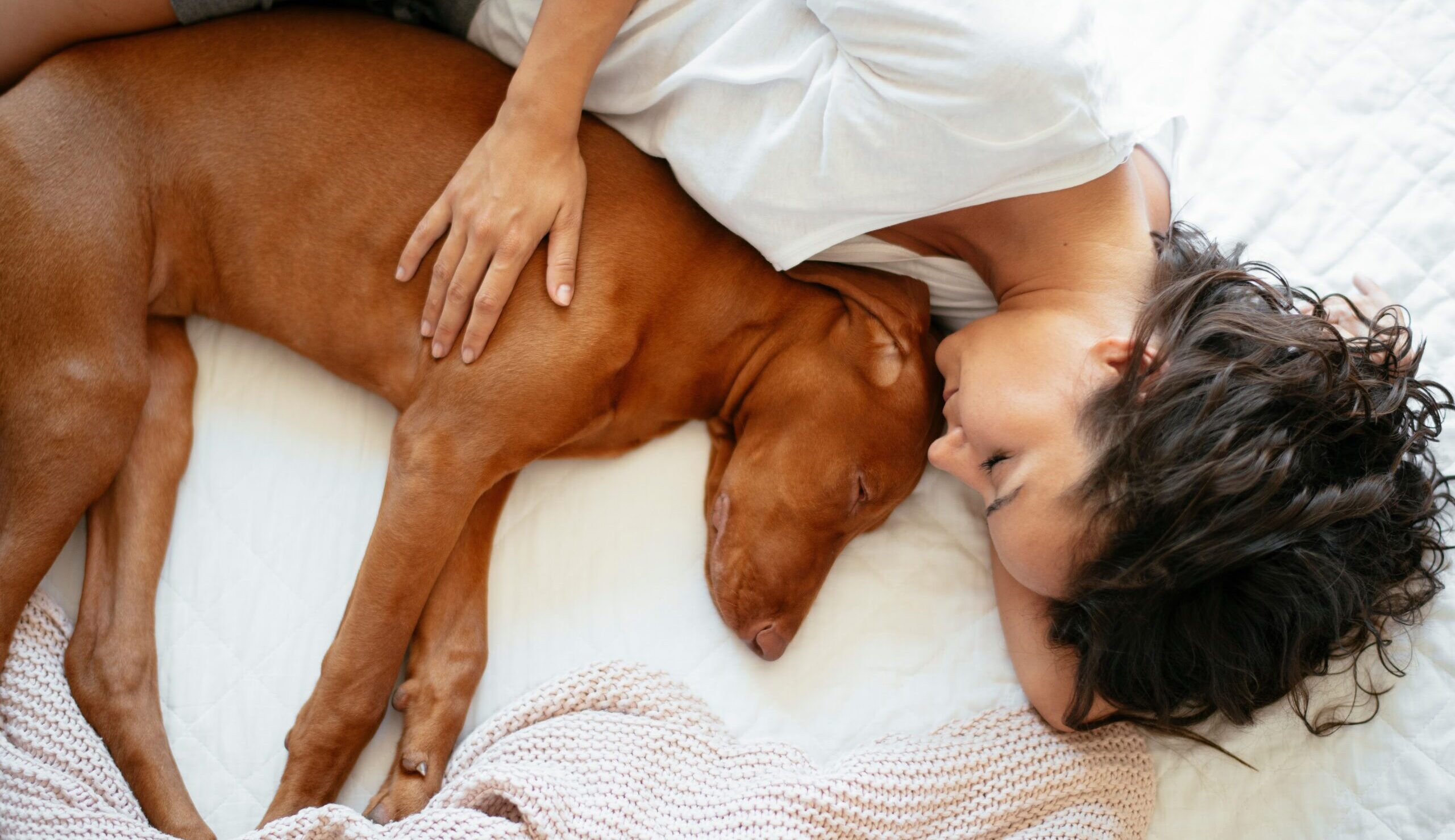 【獣医師執筆】犬が一緒に寝たがるのはなぜ？犬と一緒に寝てもいい？獣医師が詳しく解説