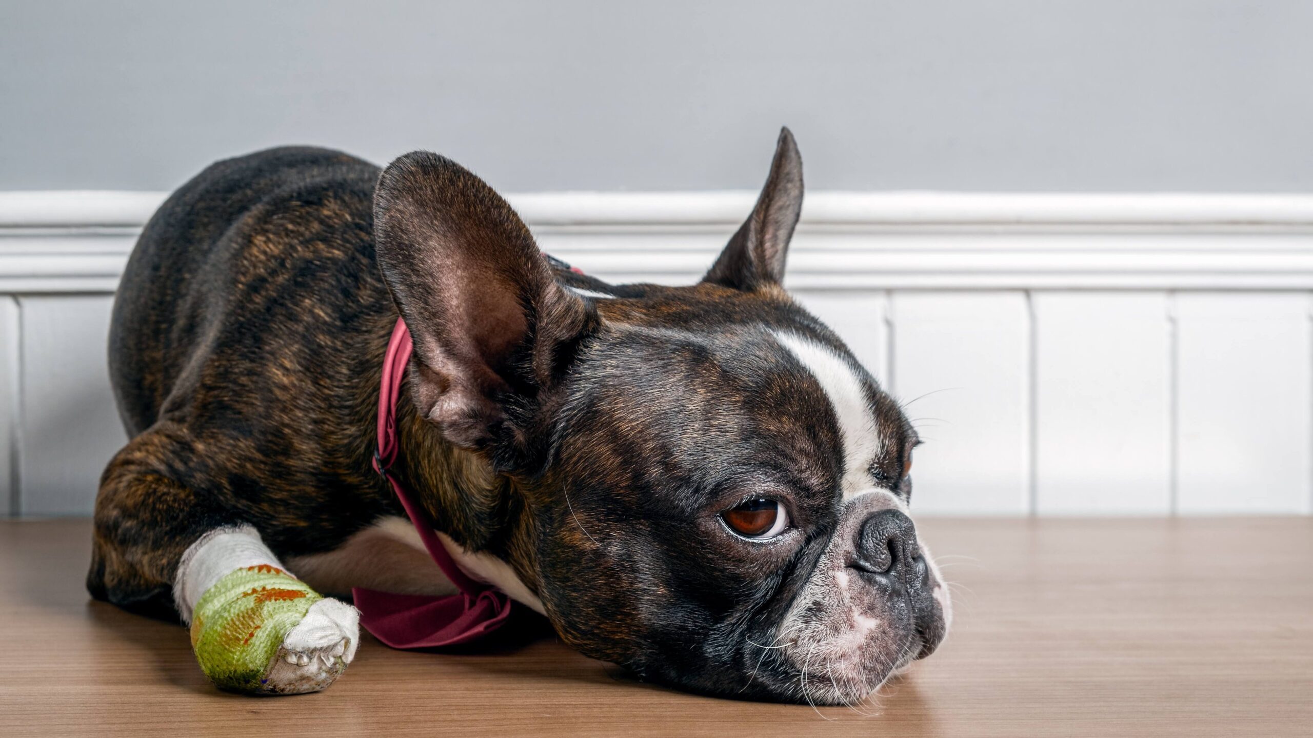 Boston terrier dog with injury and bandage in paw lying down and resting with sad face portrait